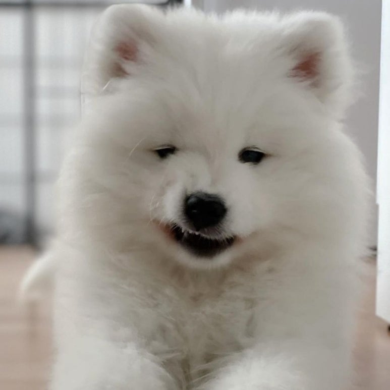 강이헤어 이미지