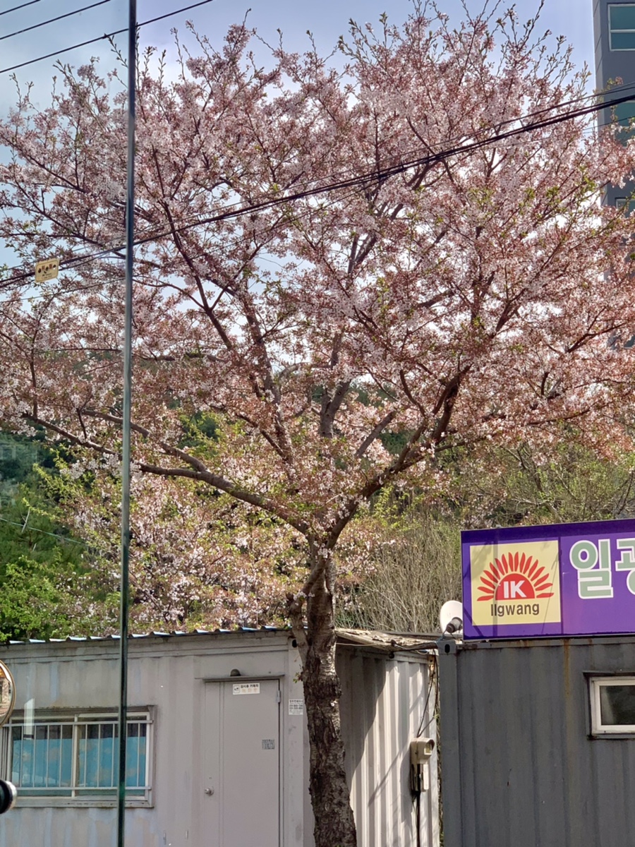 일광원밀면 이미지