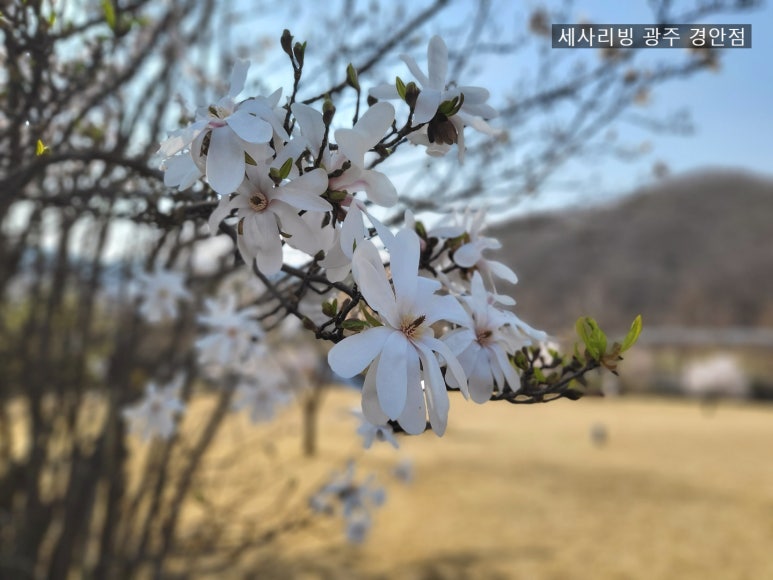 세사리빙황금이불 이미지
