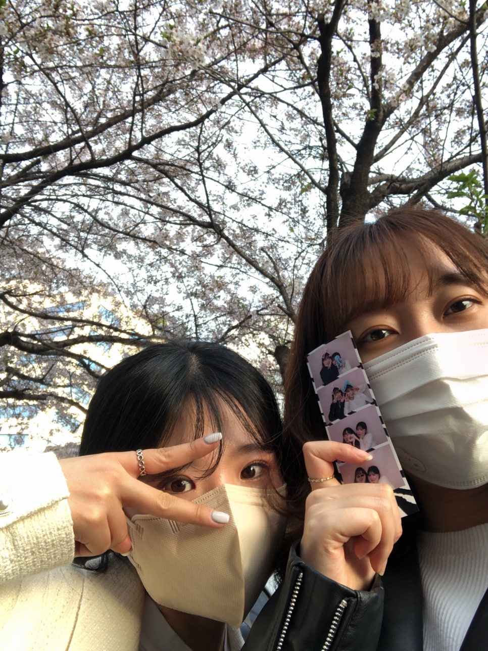 세스크멘슬 이미지