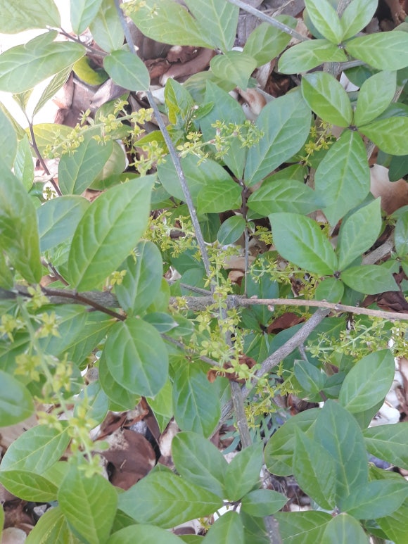 상산조경 이미지