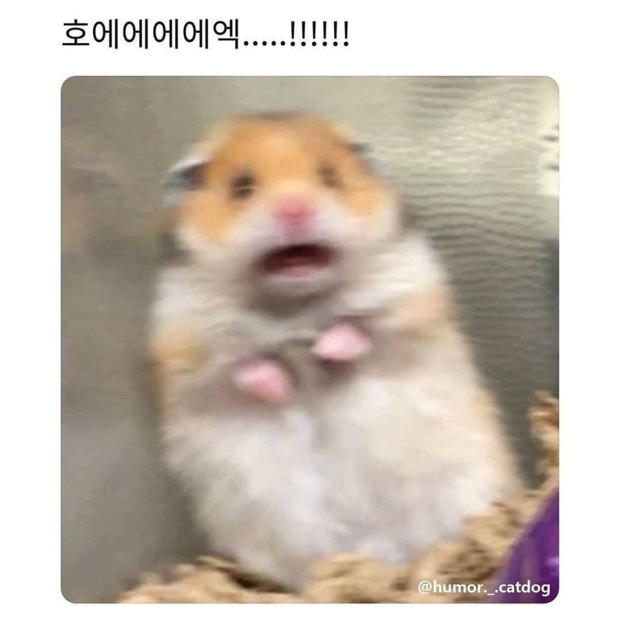 홍춘천치즈닭갈비 이미지