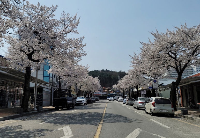 금산고려인삼도매 이미지