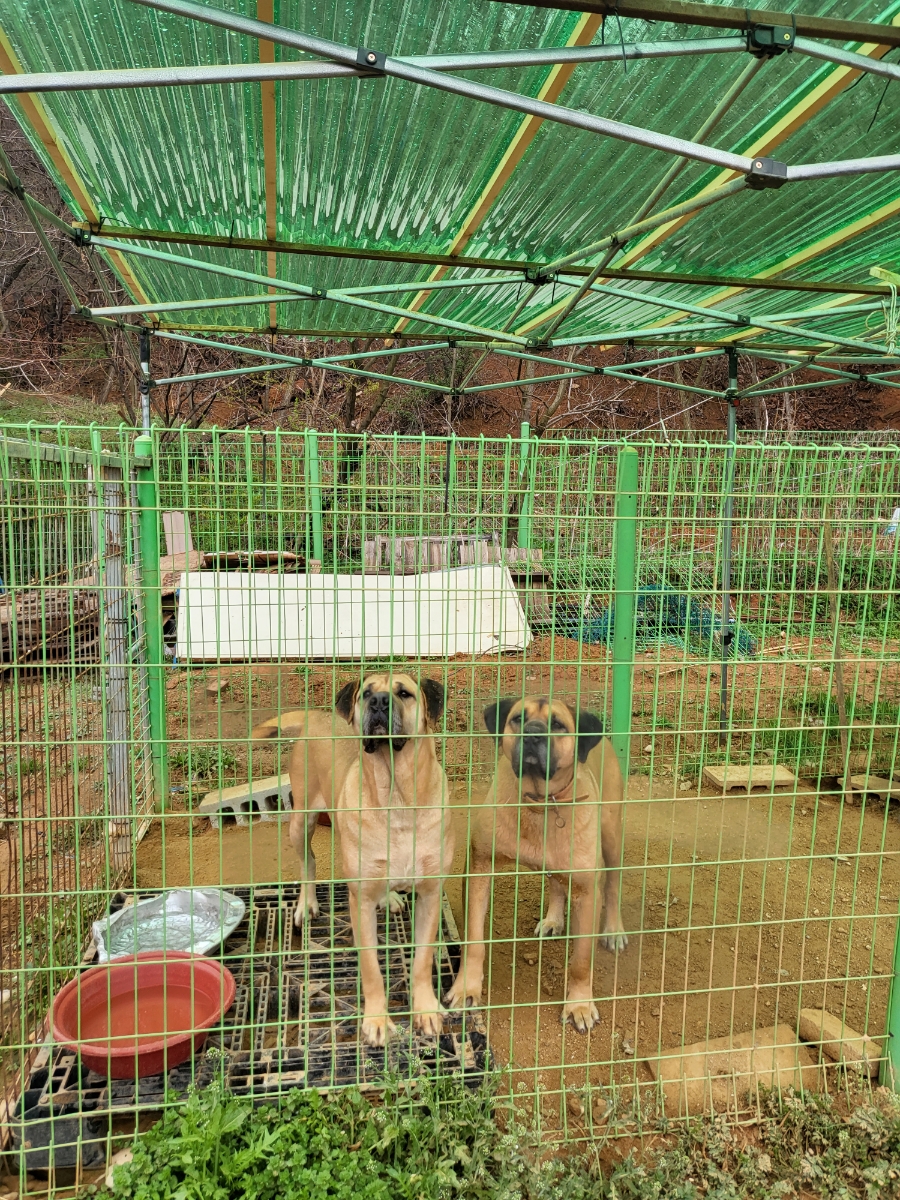 달봉이네 이미지