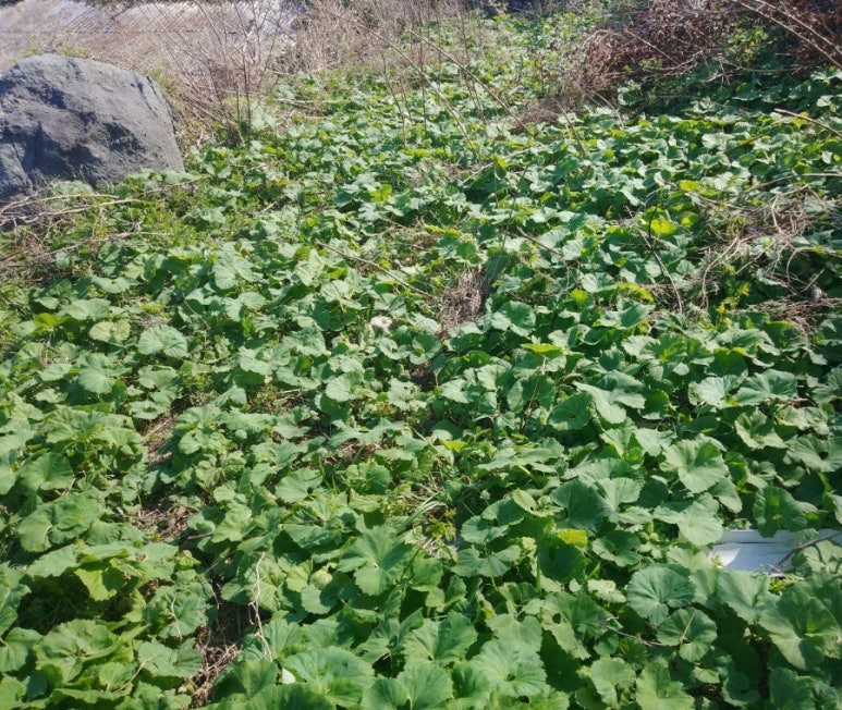 당금펜션민박 이미지