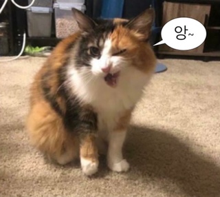 리얼컴 이미지