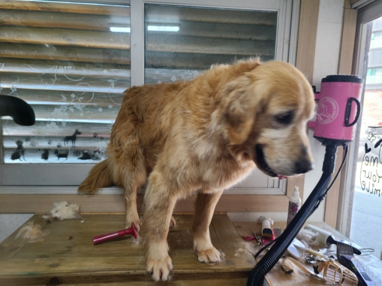 몽이냥이 이미지