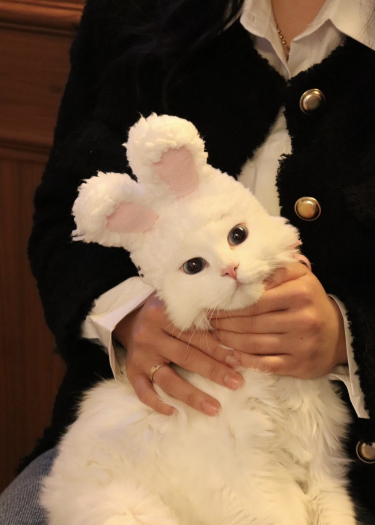 보니따카페 이미지