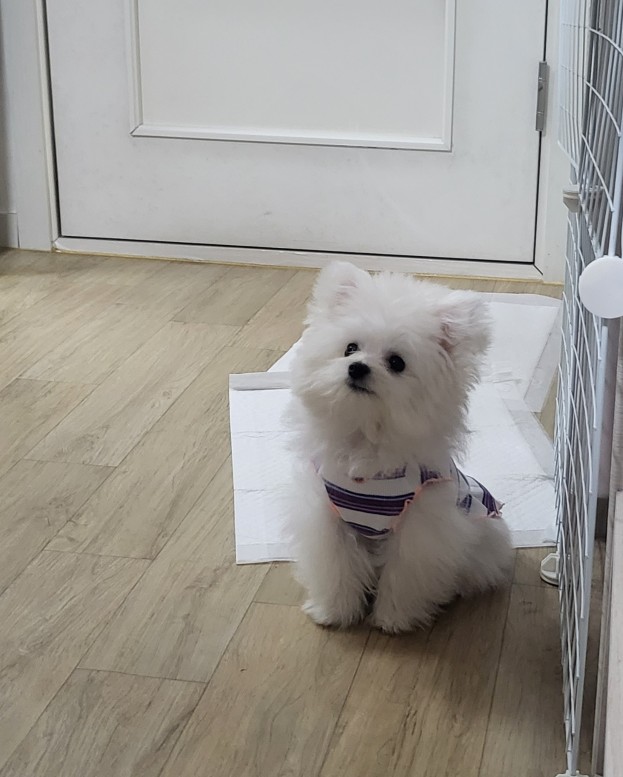 도그버디 이미지