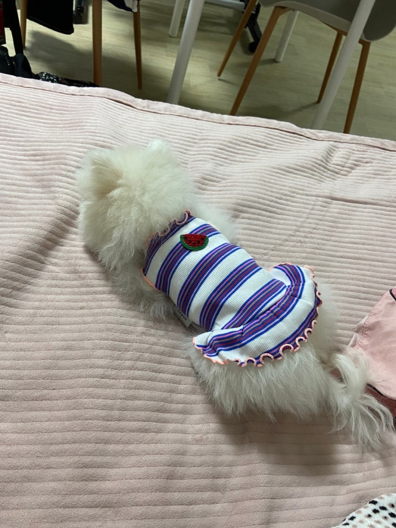 도그버디 이미지