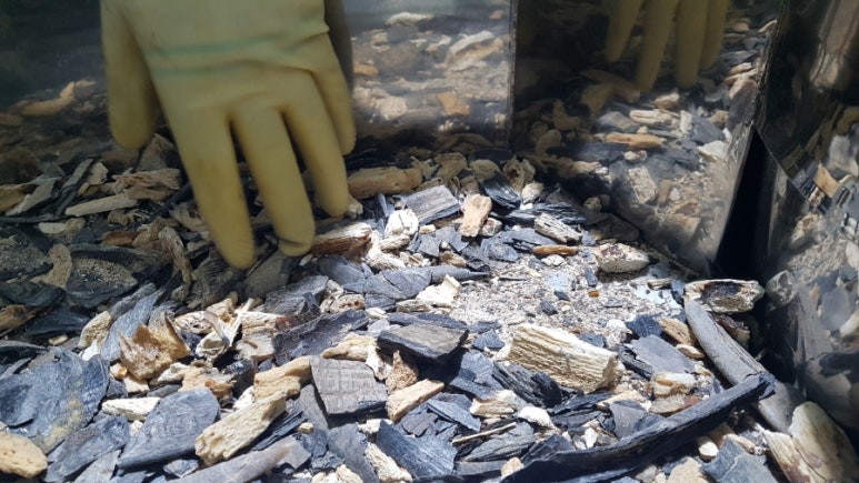 산천흑염소 이미지