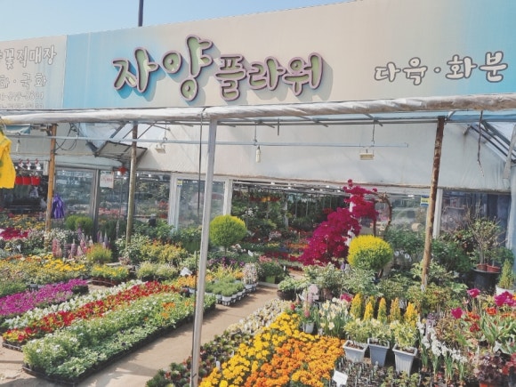 자양꽃직매장 이미지