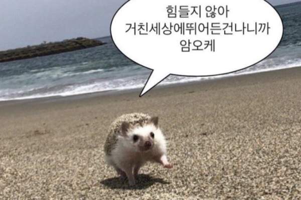 오버라이딩 이미지