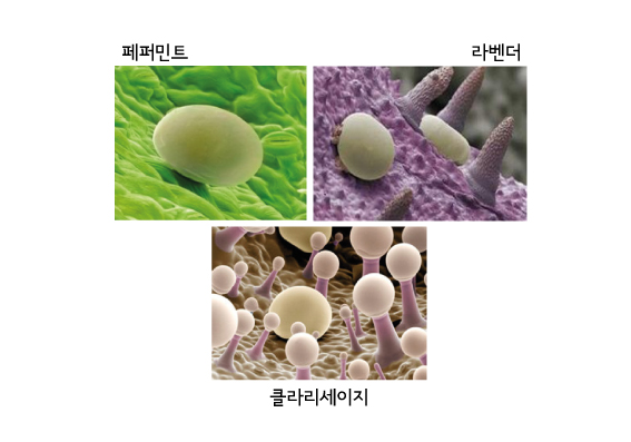 한국아로마교육원 이미지