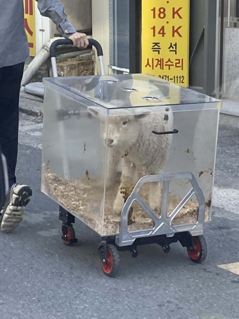 르포닐에이엠 이미지