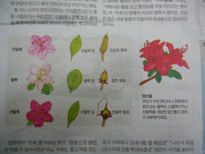 진달래식당 이미지