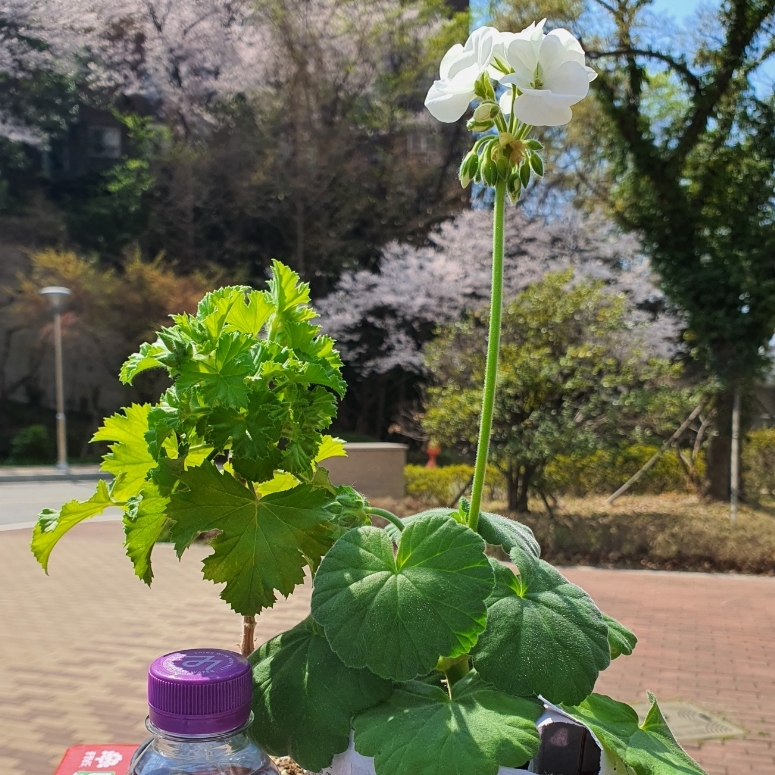 두송식당 이미지