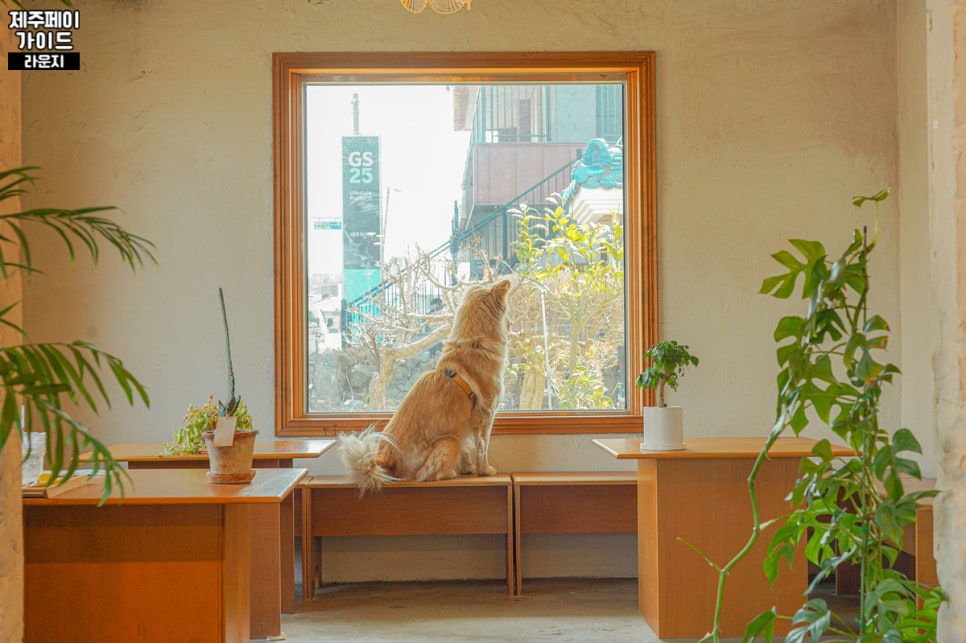 카페쿠이 이미지