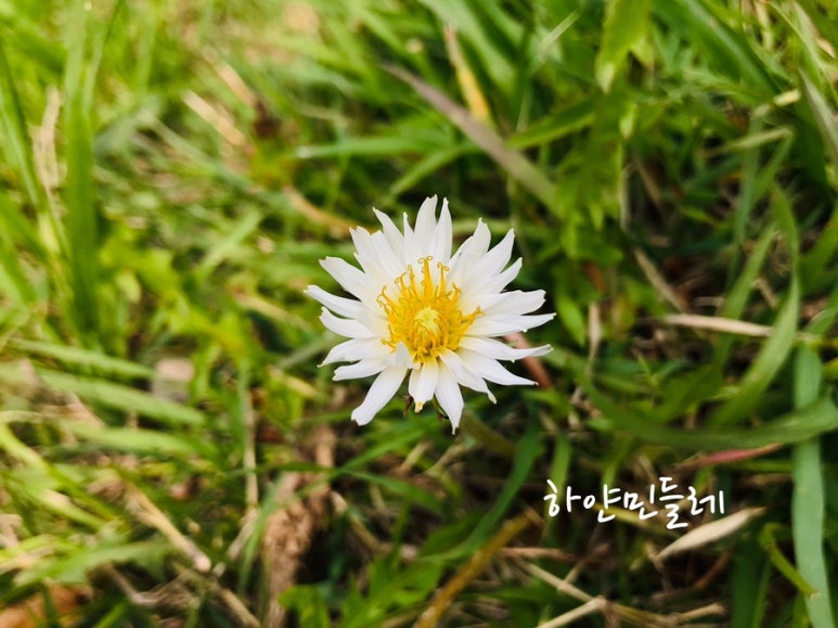 꽃을만나다 이미지
