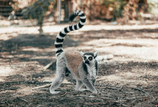 리머커피(Lemur Coffee) 이미지