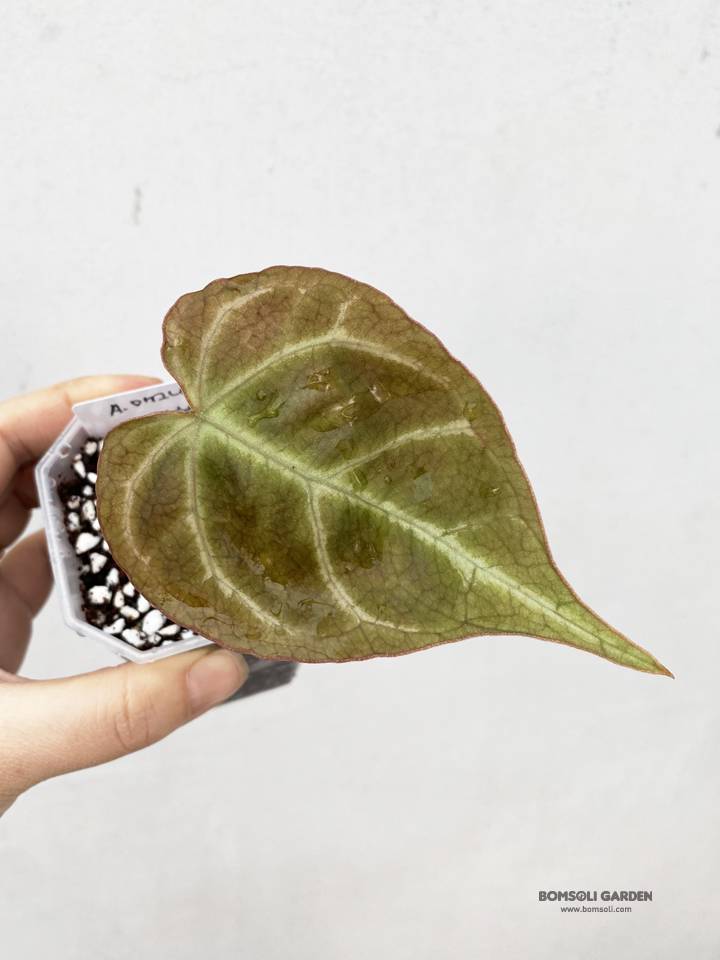 피여리 이미지