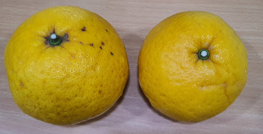 온다점핑 이미지