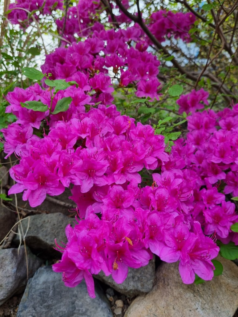 이삭 축산물 이미지