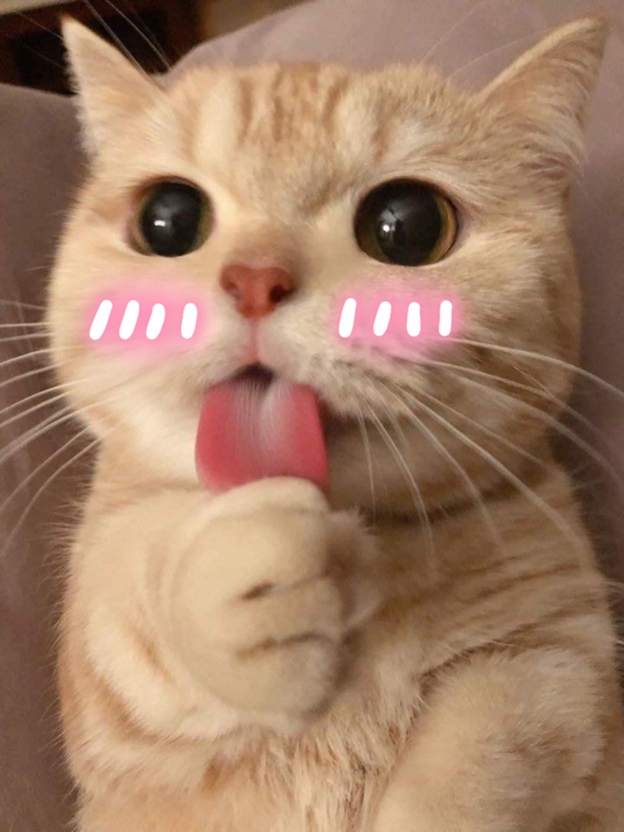 쪼꼬미 이미지