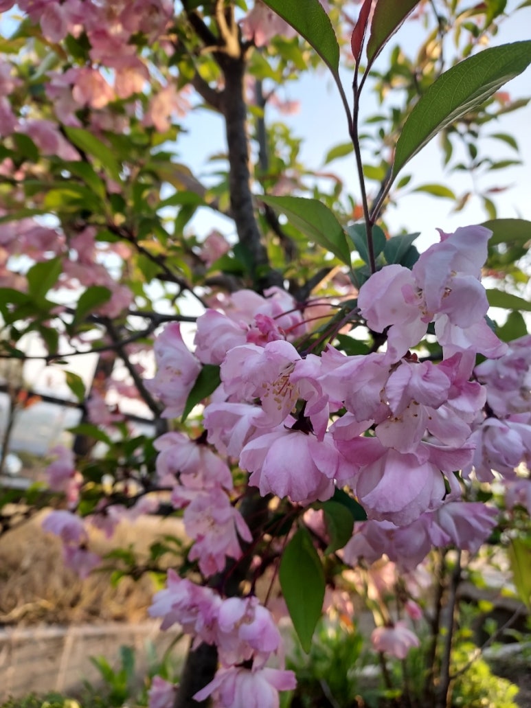 해당화스튜디오 이미지