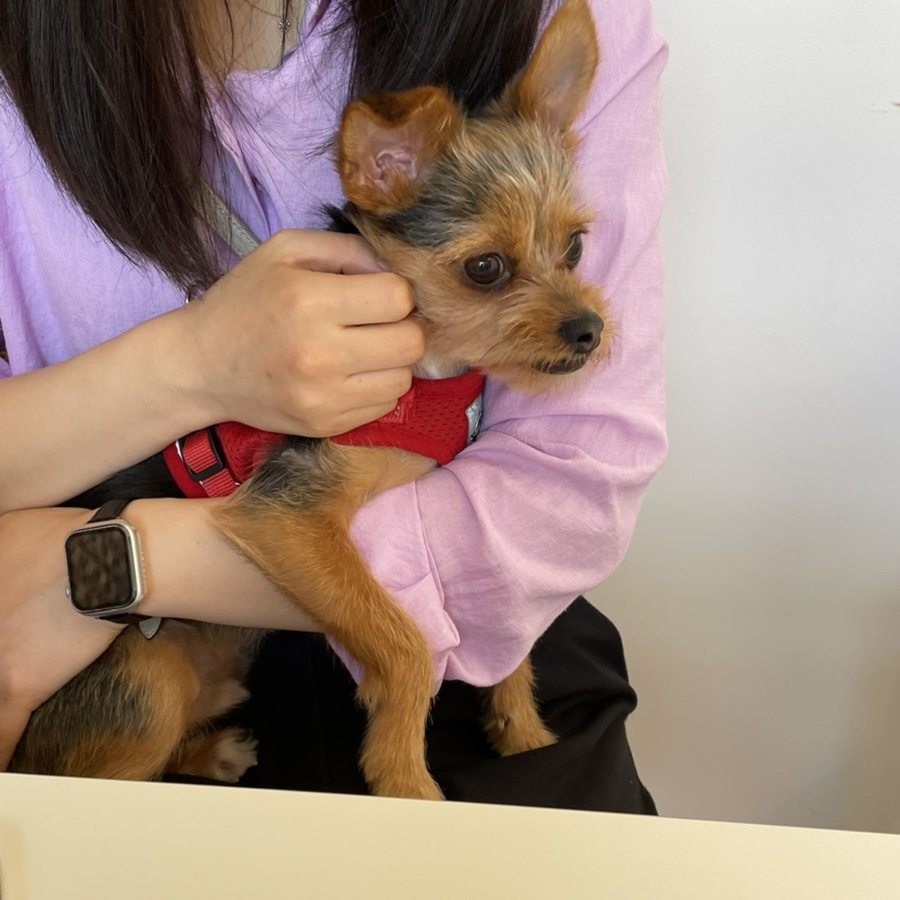 포카포카 이미지