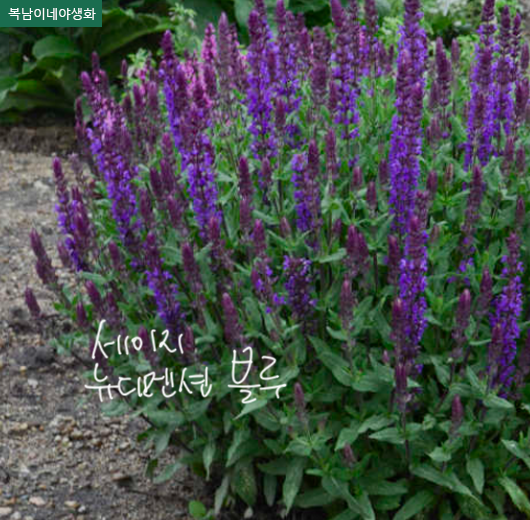 뉴디멘션(NEW DIMENSION) 이미지