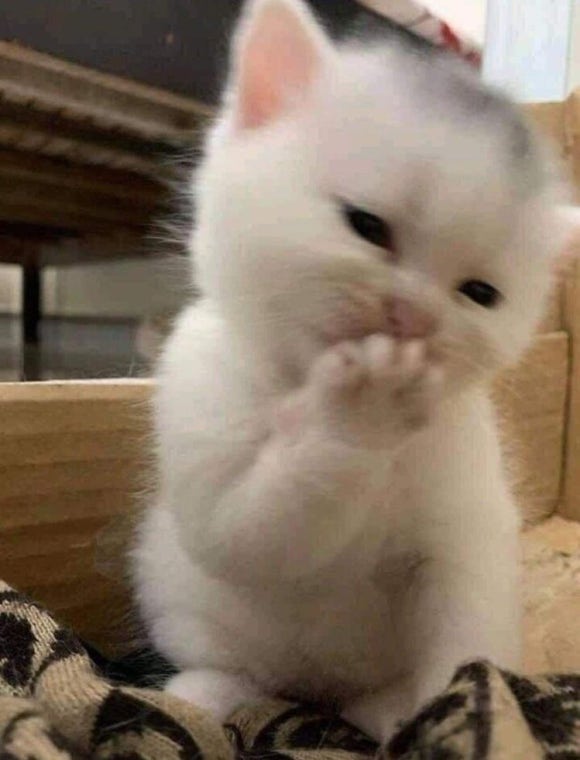 시로씨 이미지