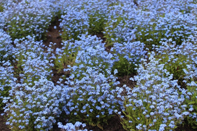 물망초forgetmenot 이미지