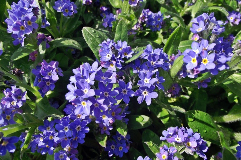 물망초forgetmenot 이미지