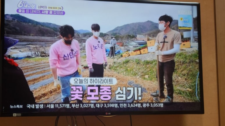 무주더덕 이미지