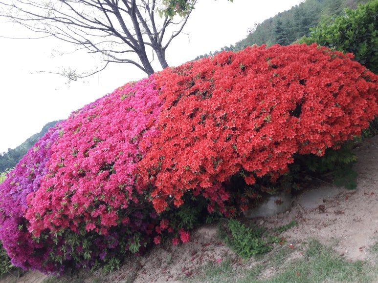 밀.밭두렁 이미지