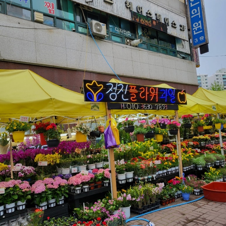 정진플라워 이미지