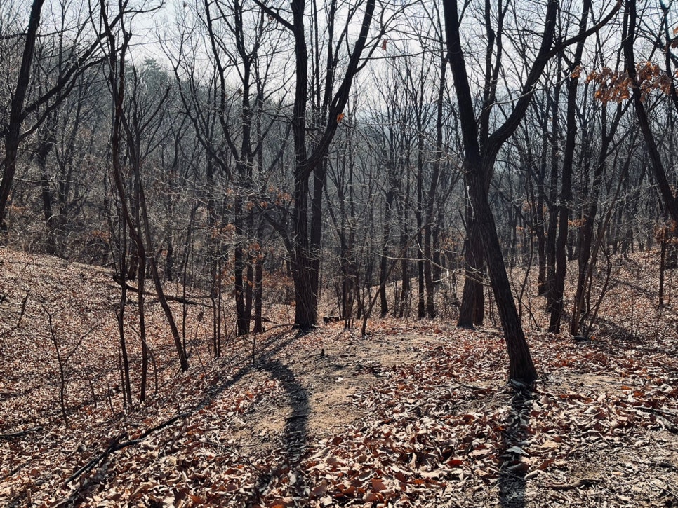 초록숲 이미지