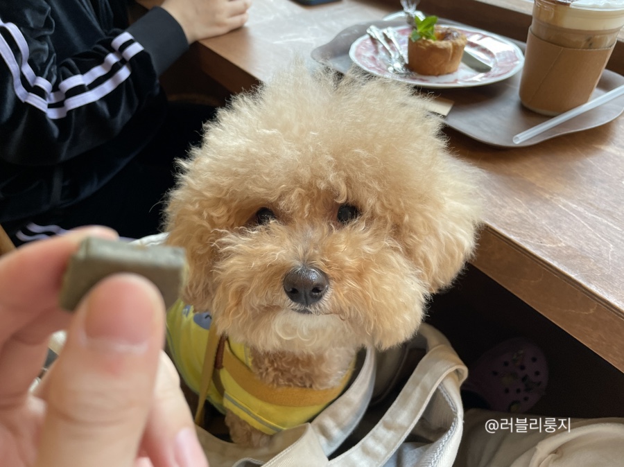 코지맨션 이미지