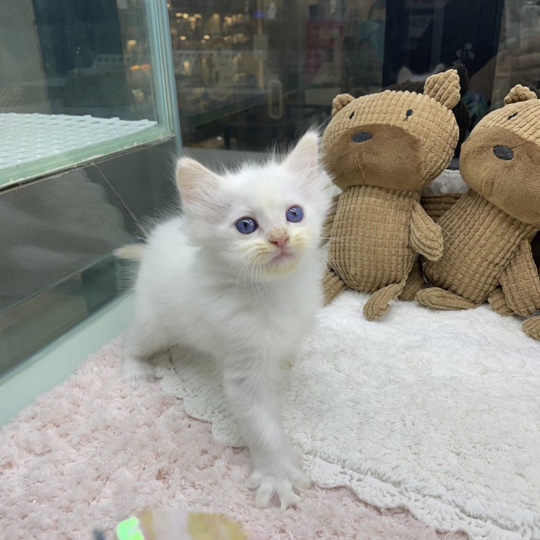 청소하는고양이 이미지