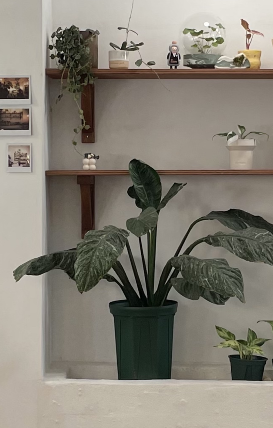 오브젝트플랜츠 이미지