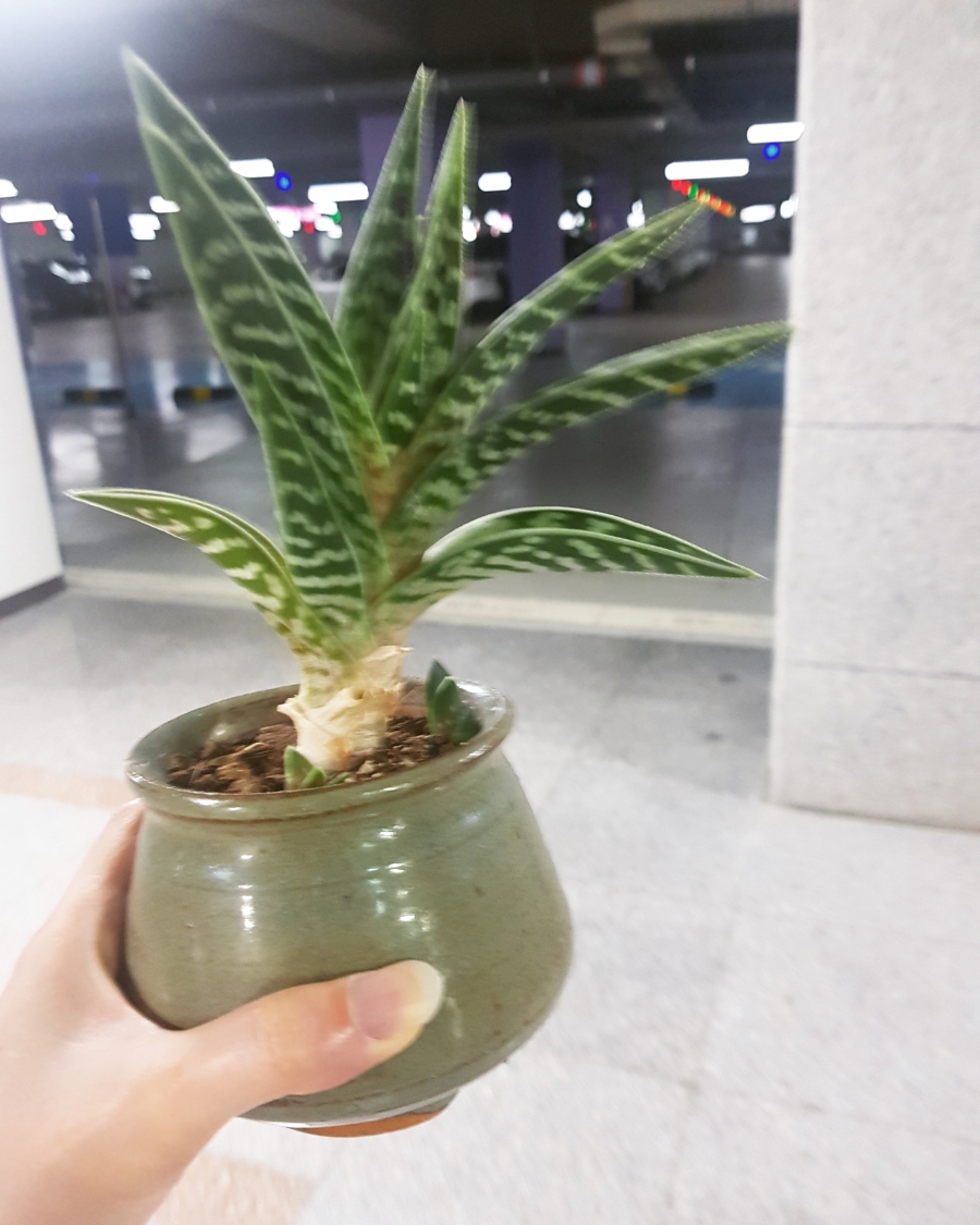 문화꽃화원 이미지