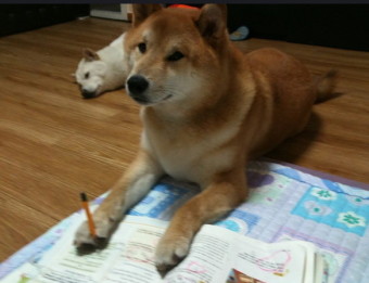 벼리 이미지