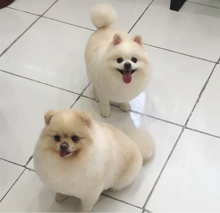 초원샵 이미지