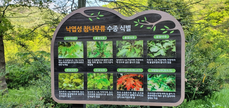 수목 비교 관찰원 이미지