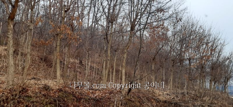 희망조경수판매 이미지