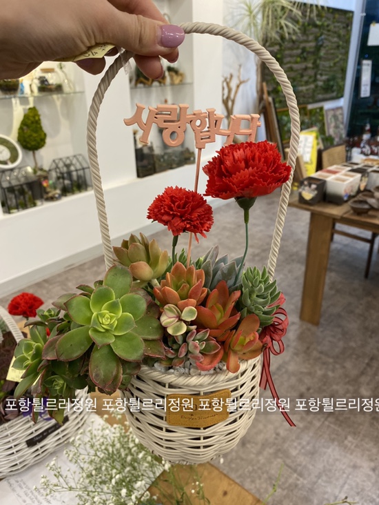 양이다육 이미지