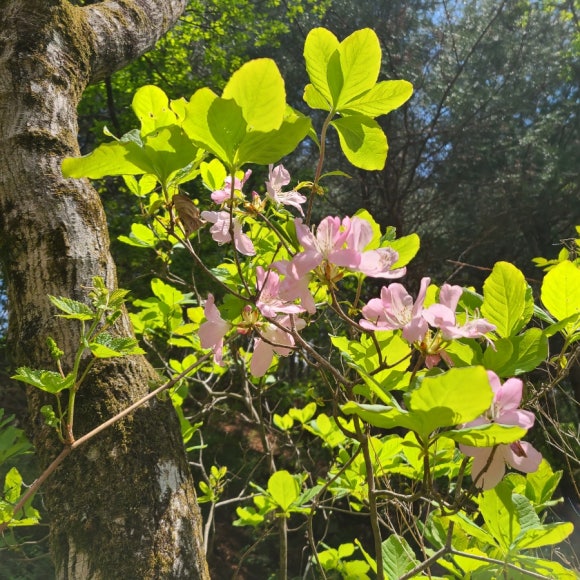 산철죽 군락지 이미지