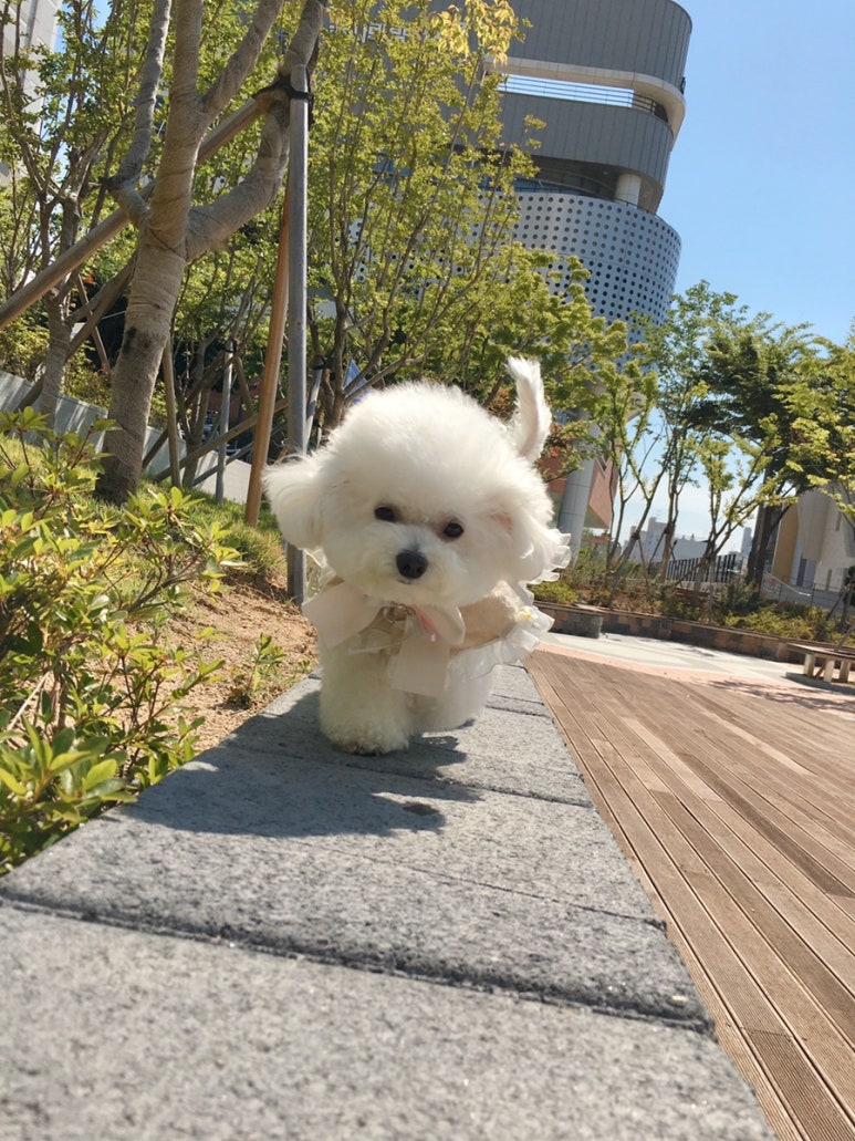 꼬리벼리 이미지