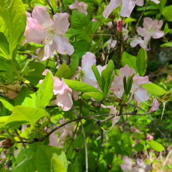 산철죽 군락지 이미지